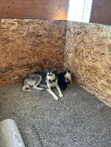 Husky x puppies - Photo 8