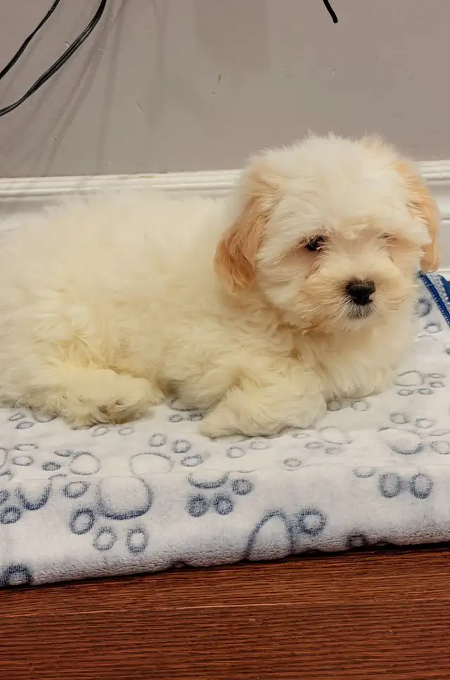 Shihtzu puppy with cage and everything for cheap