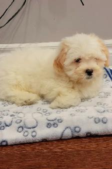 Shihtzu puppy with cage and everything for cheap