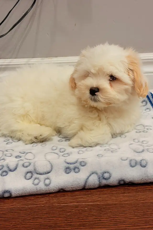 Shihtzu puppy with cage and everything for cheap - Photo 2