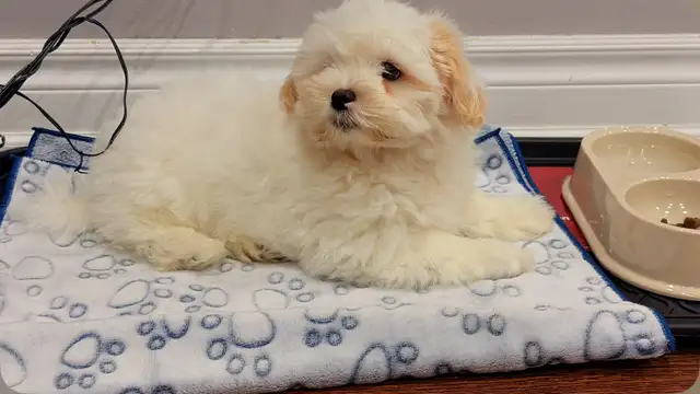 Shihtzu puppy with cage and everything for cheap - Photo 3