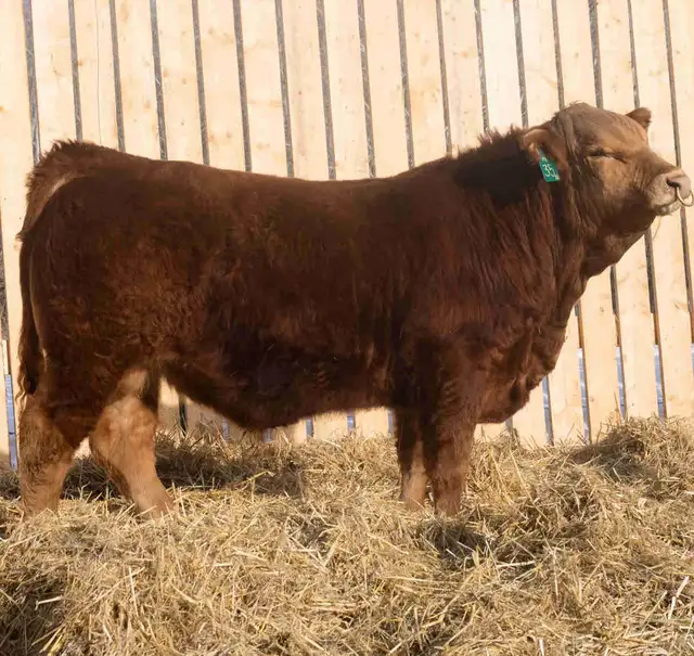 purebred limousin bull