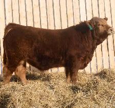 purebred limousin bull