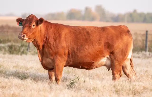 purebred limousin bull - Photo 2