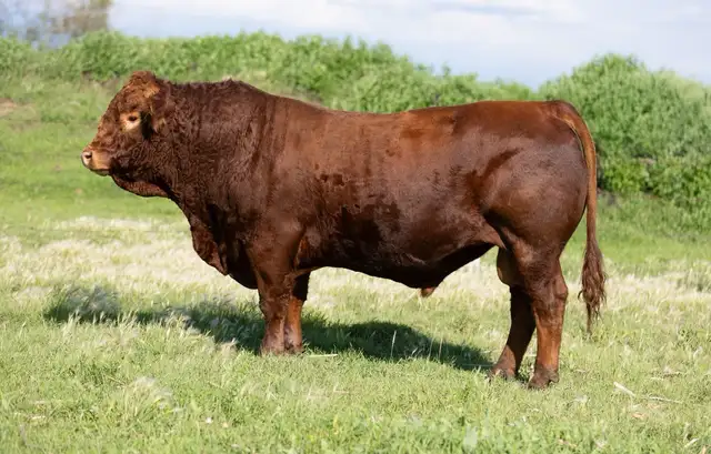 purebred limousin bull - Photo 3