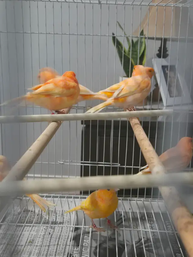Canary Breeding Pairs For Sale