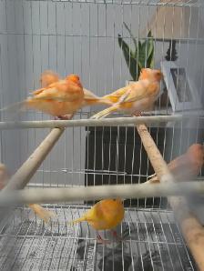 Canary Breeding Pairs For Sale