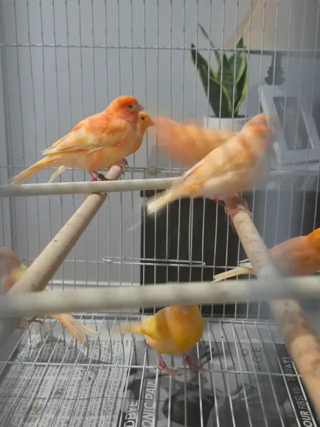 Canary Breeding Pairs For Sale - Photo 2