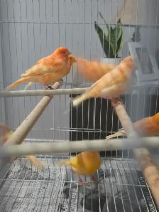 Canary Breeding Pairs For Sale - Photo 2