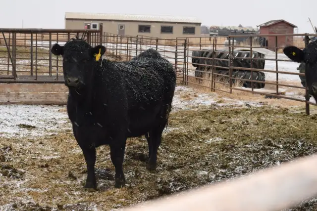 Heifer Pairs - Photo 2