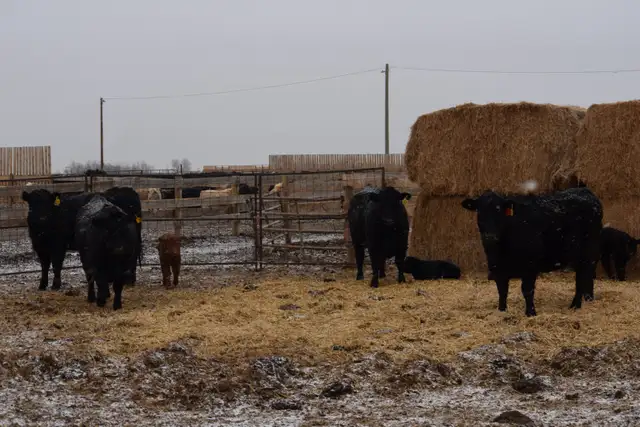 Heifer Pairs - Photo 3