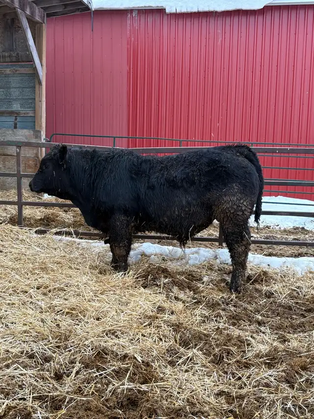 Limousin bull calf - Photo 2