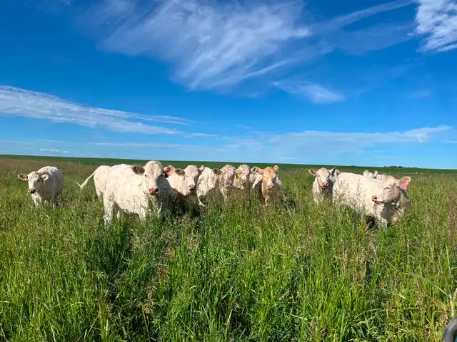 Looking for Pasture