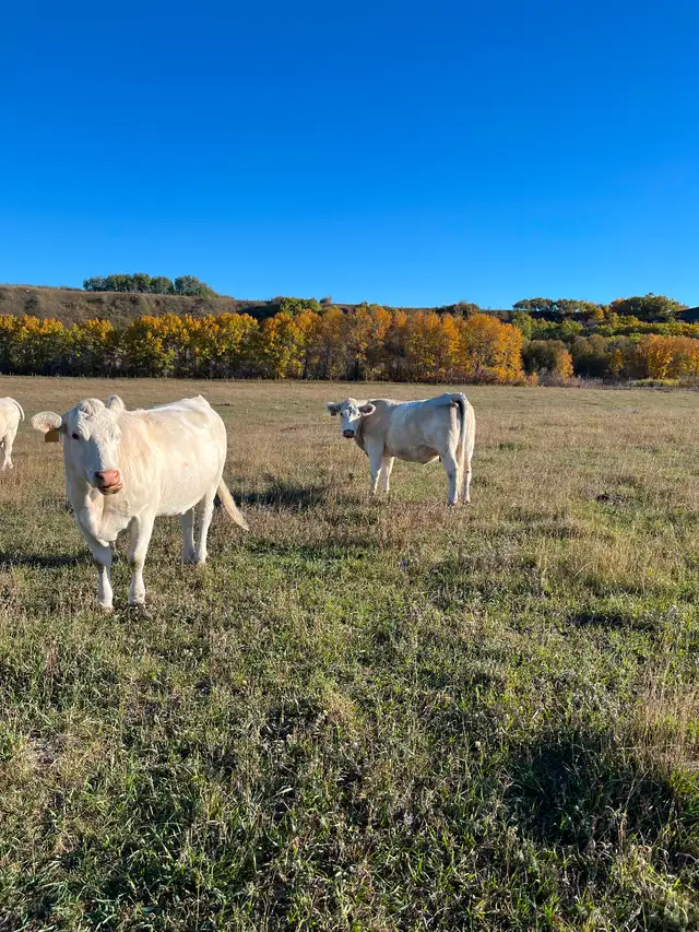 Looking for Pasture - Photo 2