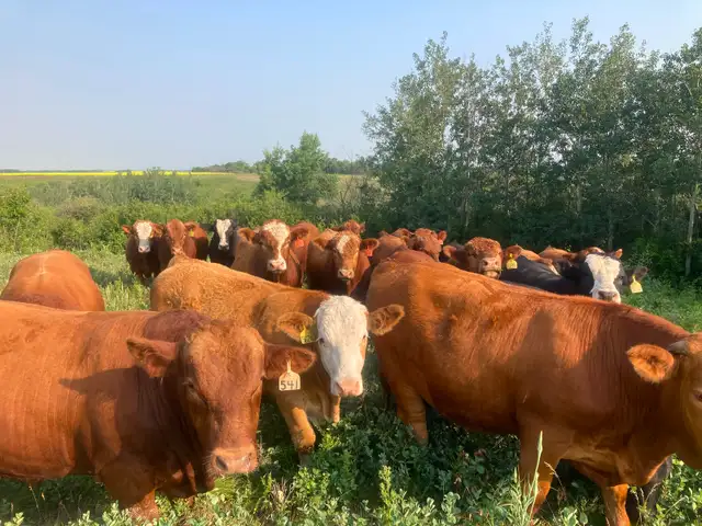 Looking for Pasture - Photo 3