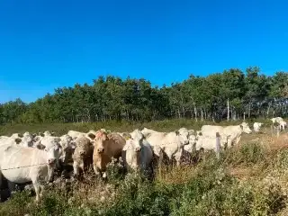 Looking for Pasture - Photo 4