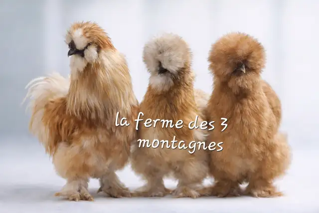 hatching eggd/oeufs féconds