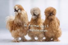 hatching eggd/oeufs féconds