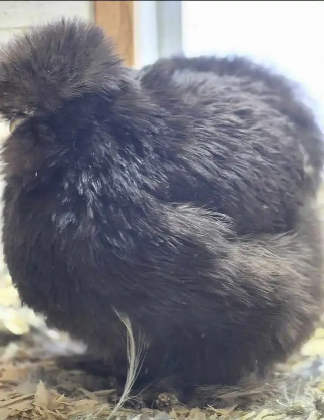 hatching eggd/oeufs féconds - Photo 2