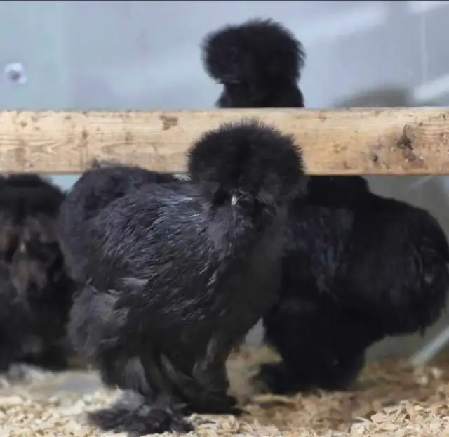 hatching eggd/oeufs féconds - Photo 3