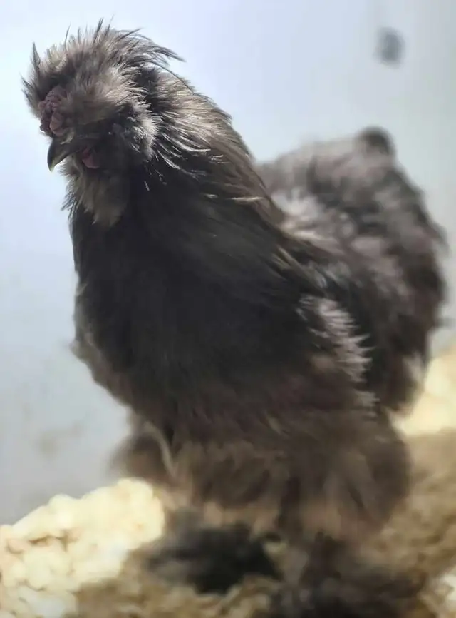 hatching eggd/oeufs féconds - Photo 4