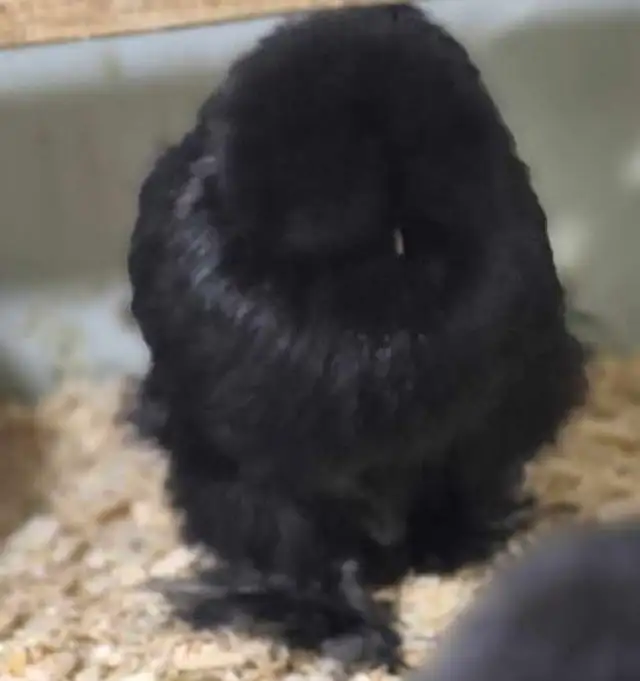 hatching eggd/oeufs féconds - Photo 5