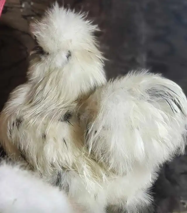 hatching eggd/oeufs féconds - Photo 6