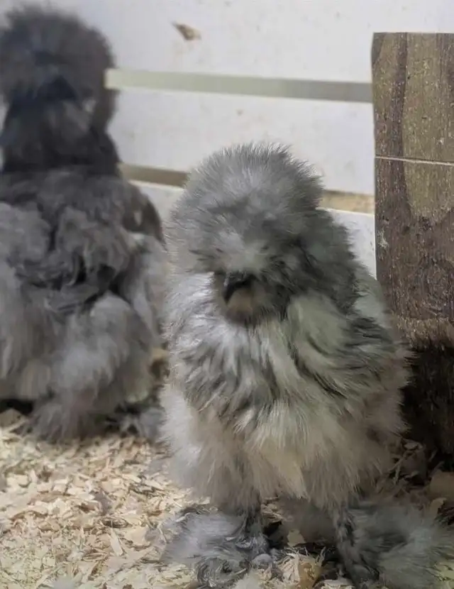 hatching eggd/oeufs féconds - Photo 8