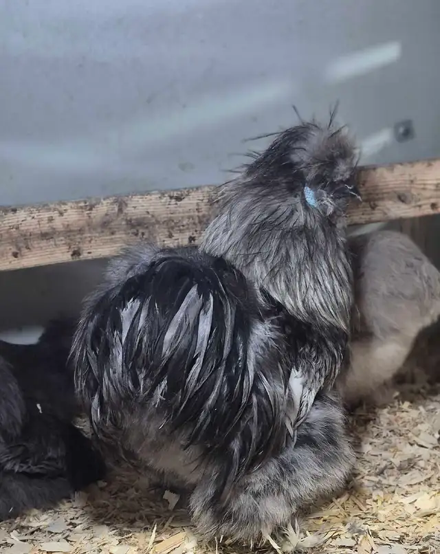 hatching eggd/oeufs féconds - Photo 9