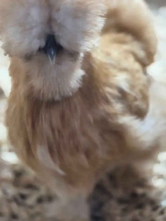 hatching eggd/oeufs féconds - Photo 10