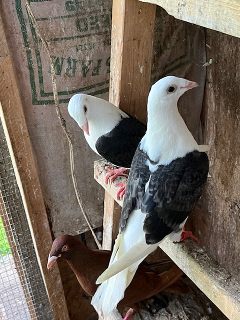 pigeons and more - Photo 2