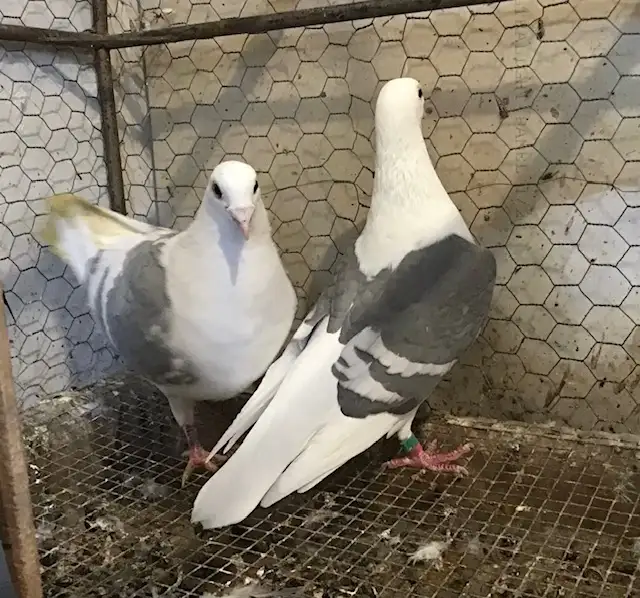 pigeons and more - Photo 3