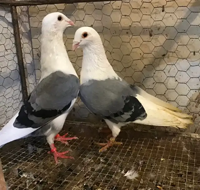 pigeons and more - Photo 4