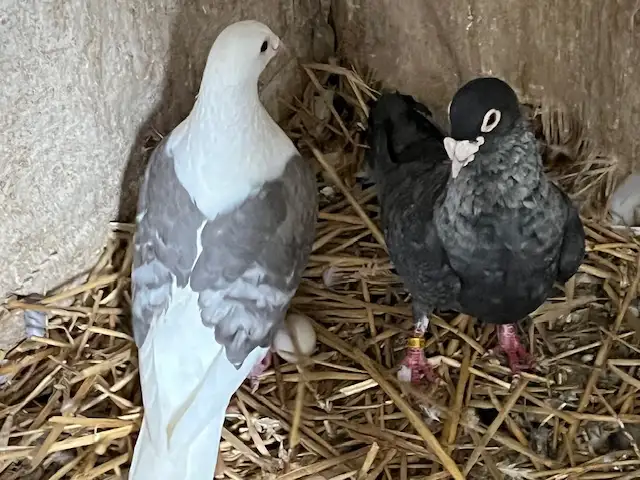 pigeons and more - Photo 5