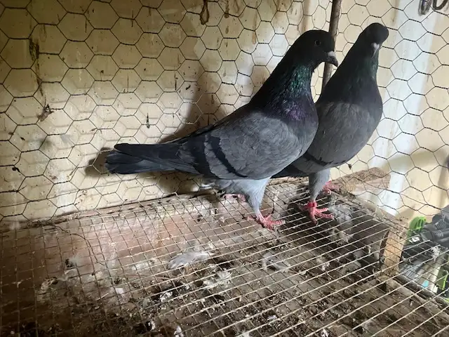 pigeons and more - Photo 6