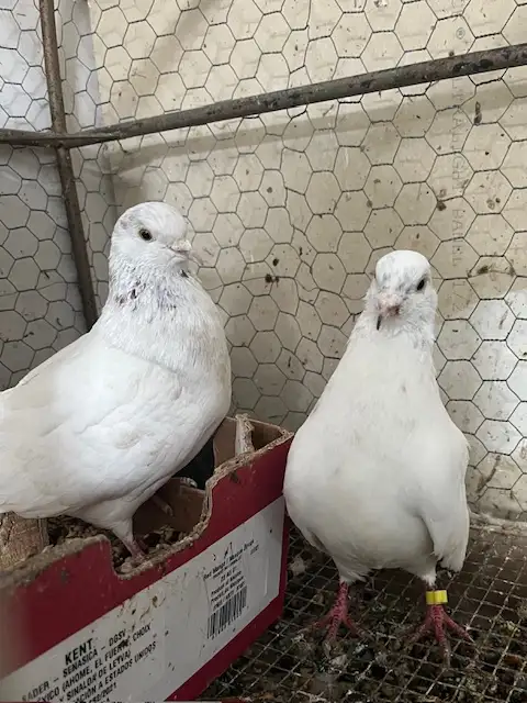 pigeons and more - Photo 7