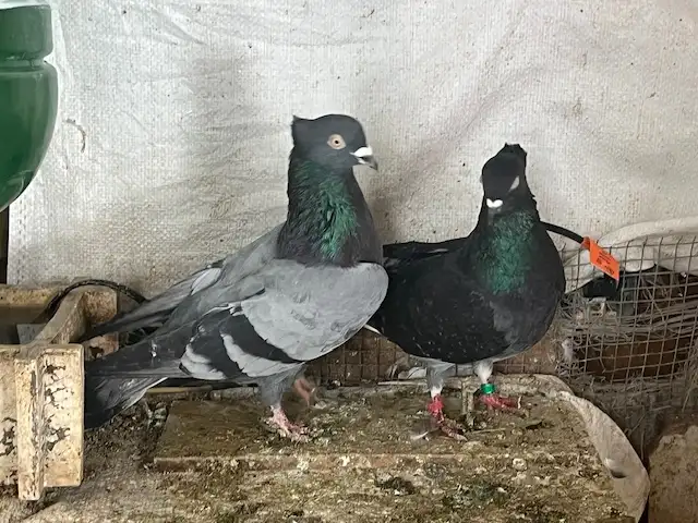 pigeons and more - Photo 8