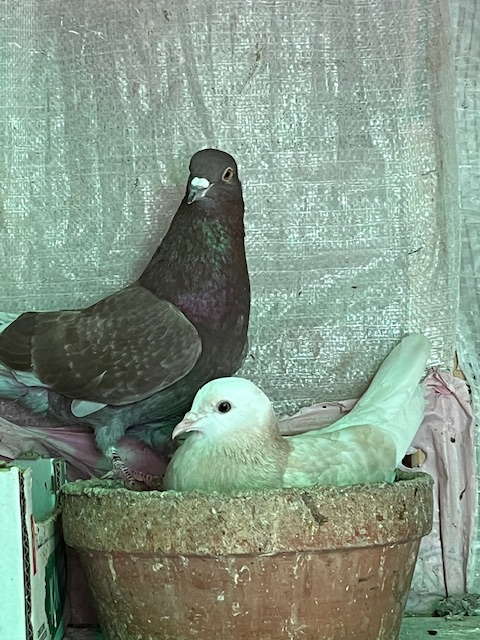 pigeons and more - Photo 9