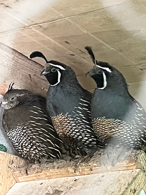 pigeons and more - Photo 10