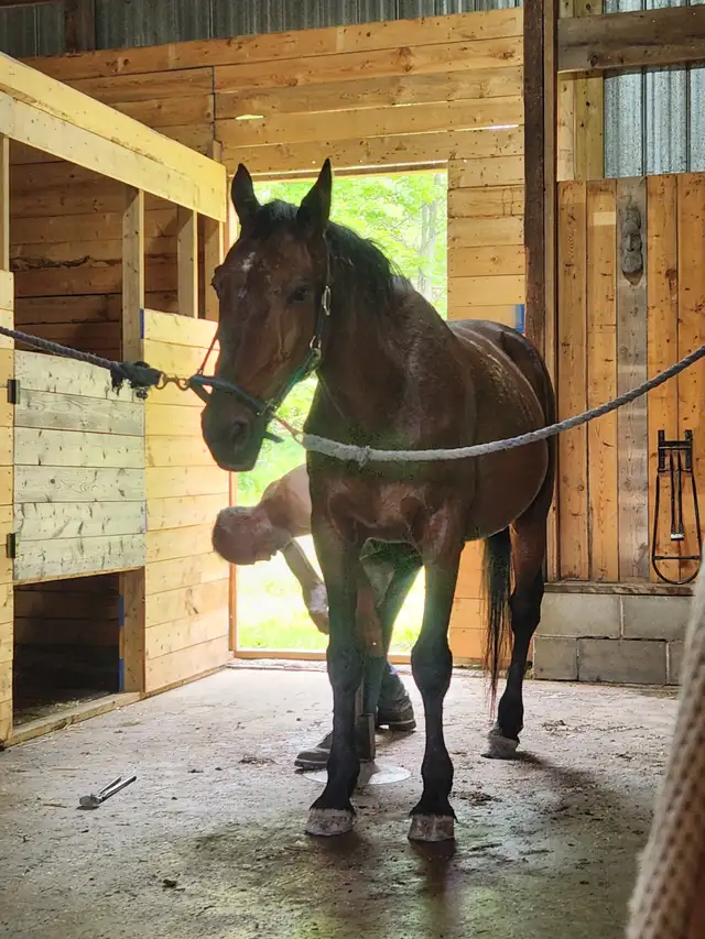 Barefoot Trims - Photo 4