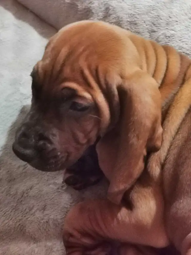 Redbone Coonhound sale !