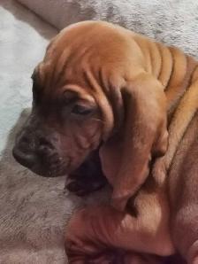 Redbone Coonhound sale !