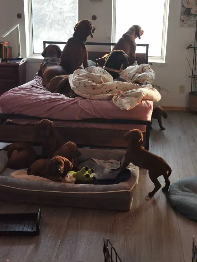 Redbone Coonhound sale ! - Photo 2