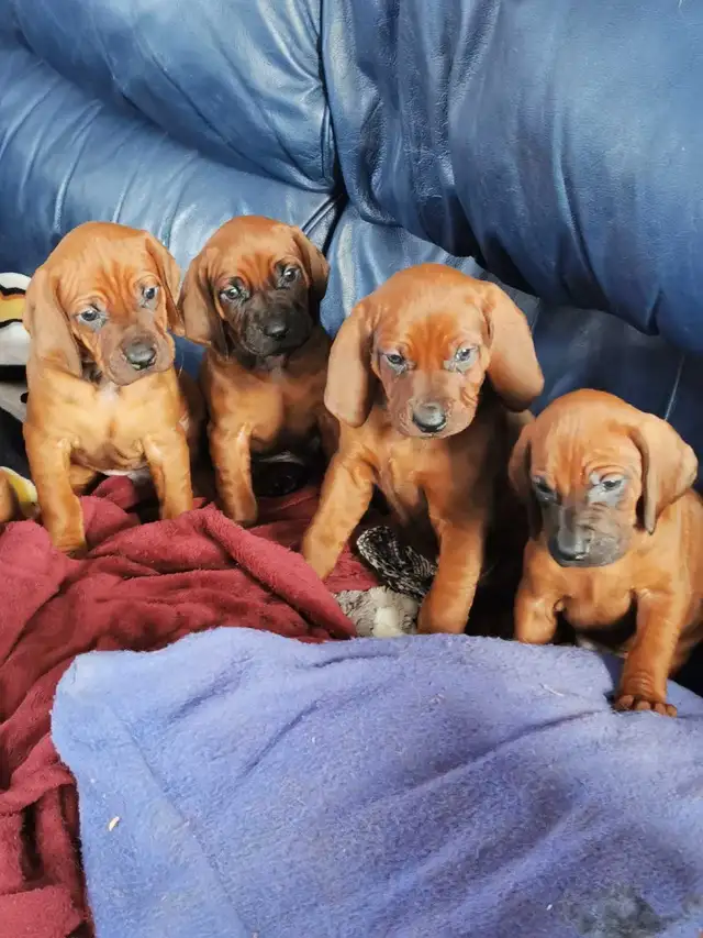 Redbone Coonhound sale ! - Photo 3