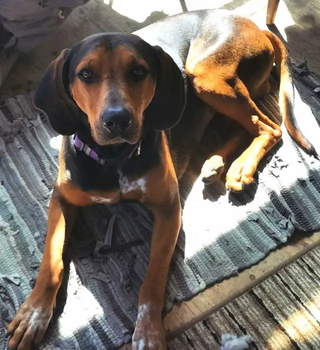 Redbone Coonhound sale ! - Photo 4