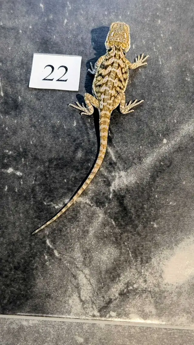 Dragons barbus nés chez Désertéric - Photo 2