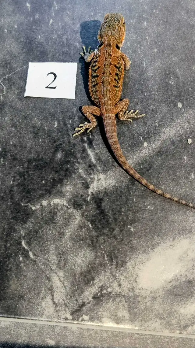 Dragons barbus nés chez Désertéric - Photo 3