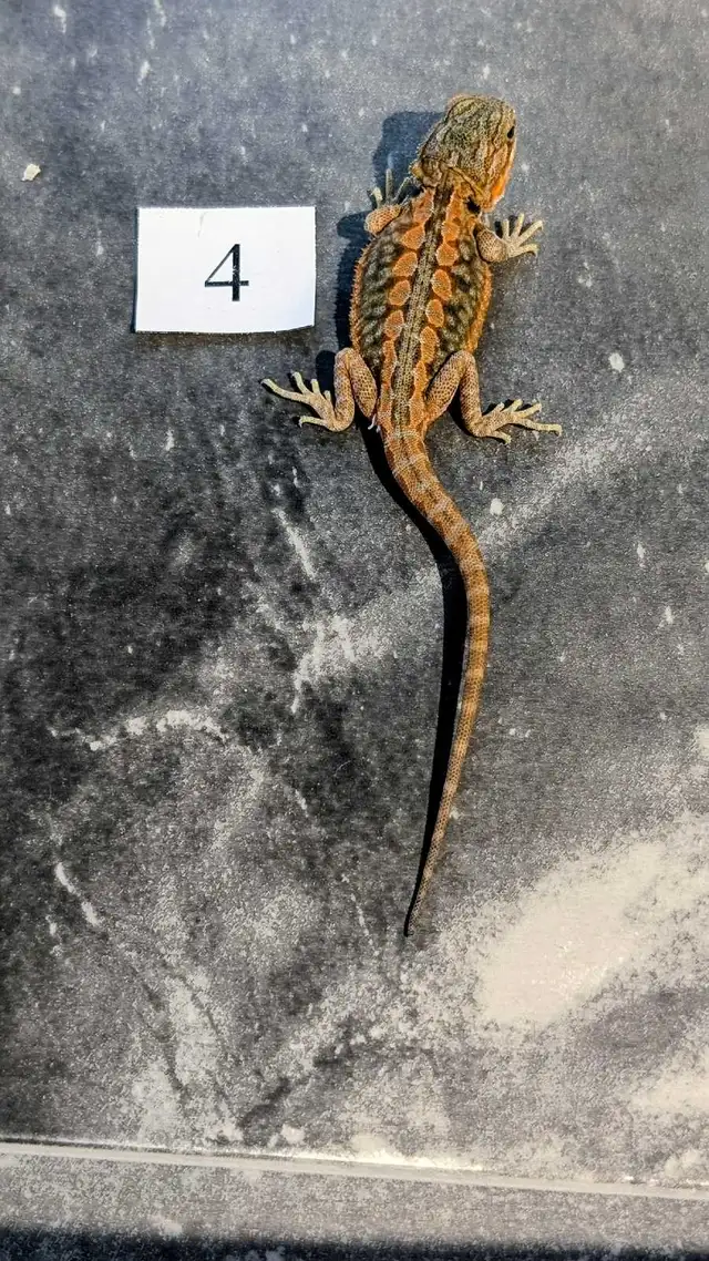 Dragons barbus nés chez Désertéric - Photo 4