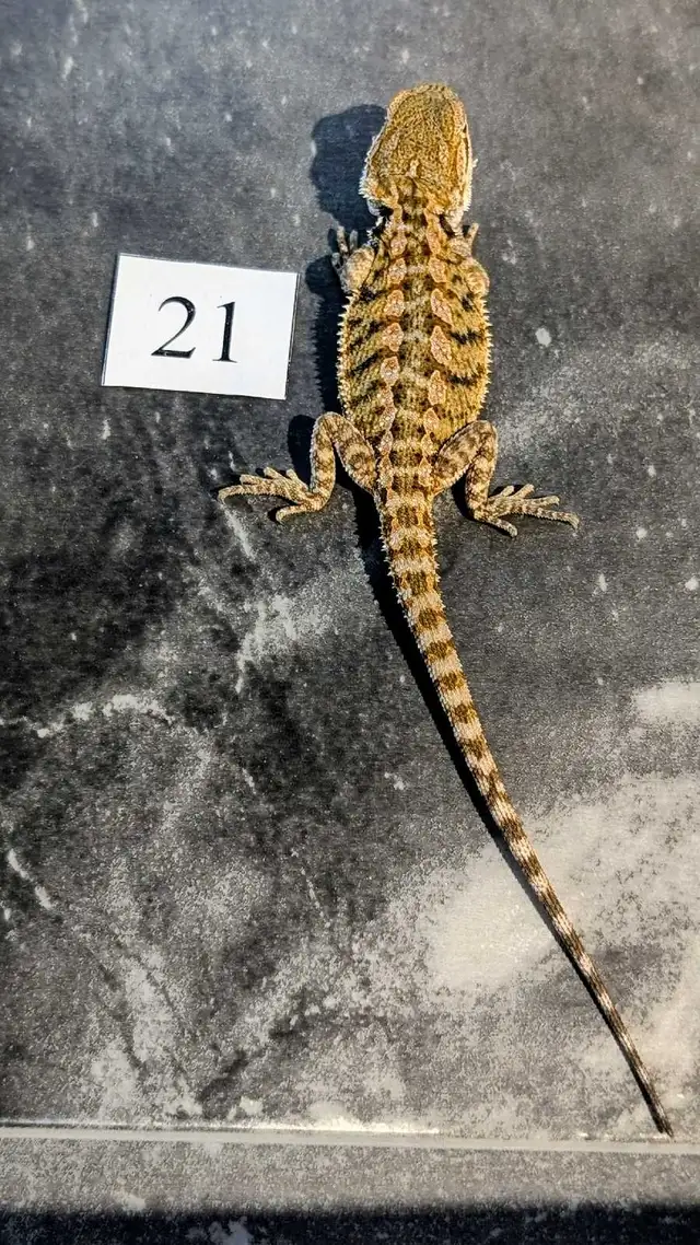 Dragons barbus nés chez Désertéric - Photo 5