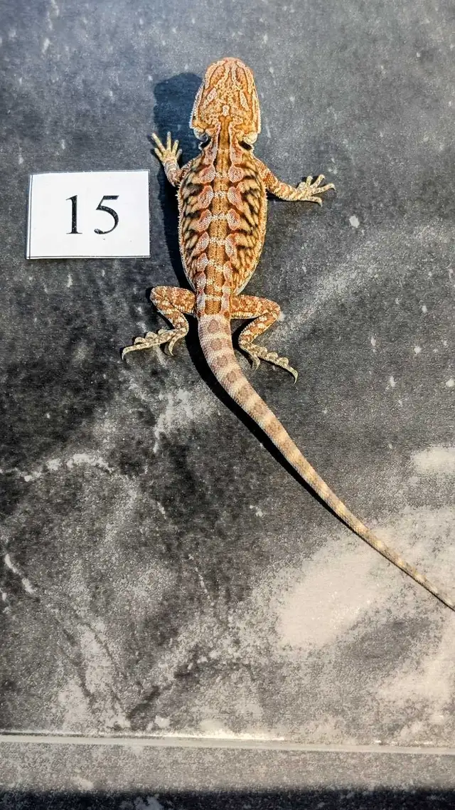 Dragons barbus nés chez Désertéric - Photo 6